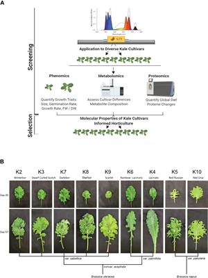 Systems-level proteomics and metabolomics reveals the diel molecular landscape of diverse kale cultivars